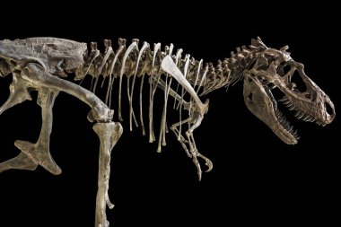 Tyrannosaurus Rex iskeletini izole arka plan üzerinde