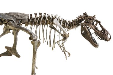 Tyrannosaurus Rex iskeletini izole arka plan üzerinde