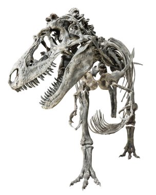 Tyrannosaurus Rex iskeletini izole arka plan üzerinde