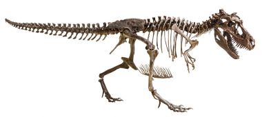 Tyrannosaurus Rex iskeletini izole arka plan üzerinde