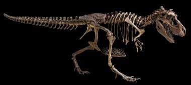 Tyrannosaurus Rex iskeletini izole arka plan üzerinde