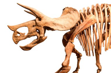 Triceratops iskelet. arka plan izole