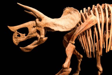 Triceratops iskelet. arka plan izole