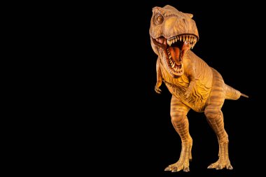Tyrannosaurus rex (T-rex) yürümekte, ağzını açmakta ve sol bölgede uzayı kopyalamaktadır. Ön manzara. Siyah izole edilmiş arka plan. Jurasik peroid dinazor. Gömülü kırpma yolları .