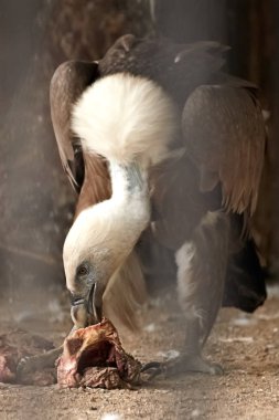 A bird of prey devours its prey