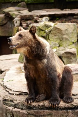 Brown bear sitting on the rocks