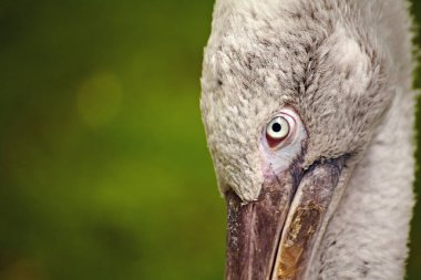 The look of a great white bird