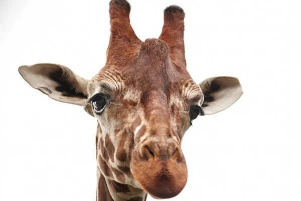 Портрет Жирафа Белом Фоне — стоковое фото