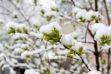 Karda yeşil filizleniyor. Baharda kar. Hava değişimi. Ekoloji. Küresel sıcaklık.