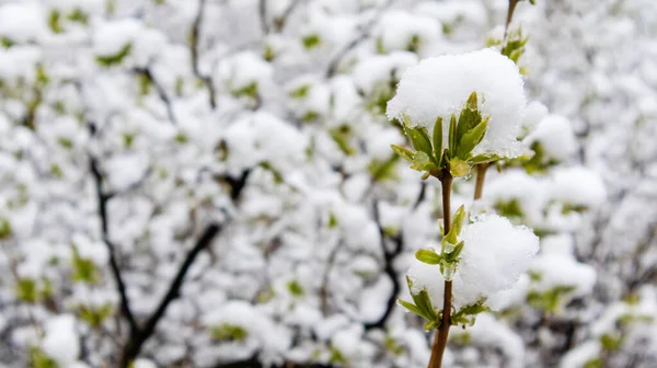 雪の中で緑の芽 春の雪 天候の変化だ 生態学 地球温暖化 ロイヤリティフリーのストック写真