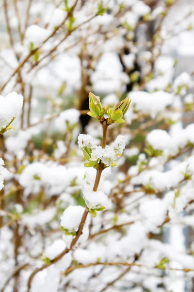 雪の中で緑の芽 春の雪 天候の変化だ 生態学 地球温暖化 ロイヤリティフリーのストック画像