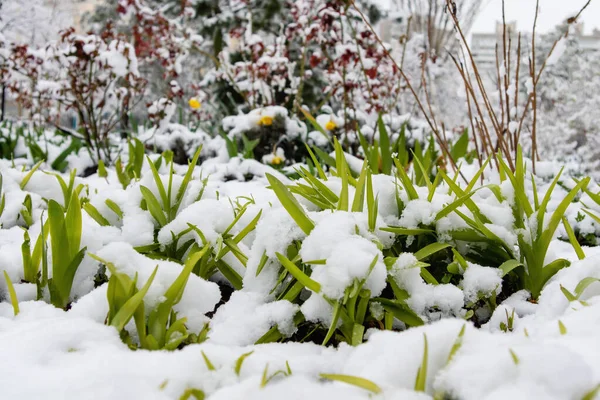 雪の中で緑の芽 春の雪 天候の変化だ 生態学 地球温暖化 ロイヤリティフリーのストック写真