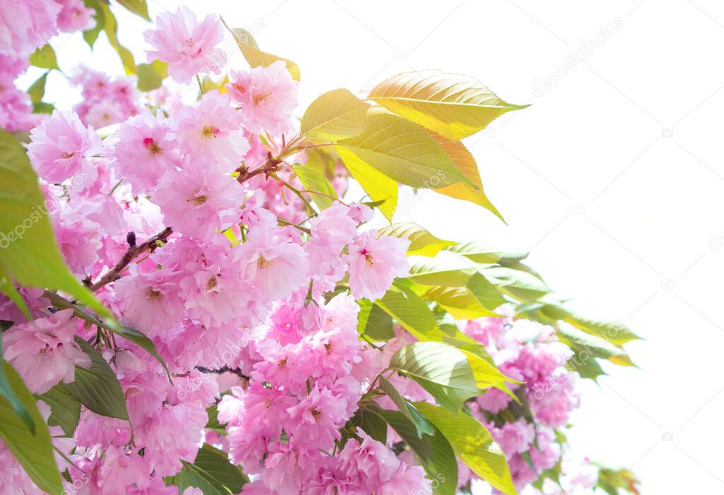 Sakura blossom in the garden / park