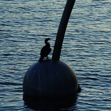 Vancouver 'da bir su kuşunun silueti.