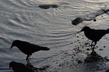 Sahilde oynayan bir grup karga.