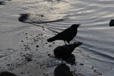 Sahilde oynayan bir grup karga.