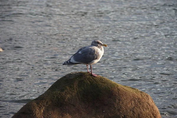 Nahaufnahme Einer Möwe Die Auf Einem Felsen Ruht — Stockfoto