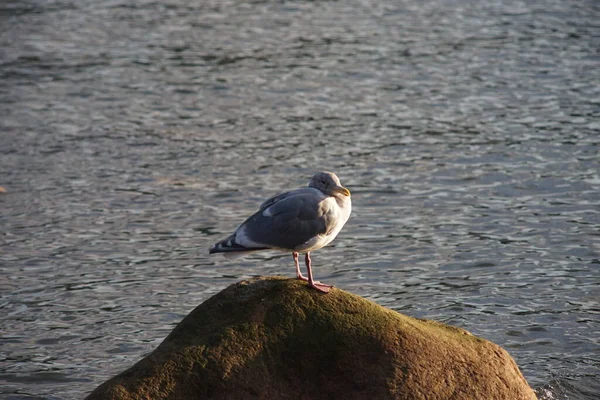 Gros Plan Une Mouette Reposant Sur Rocher — Photo