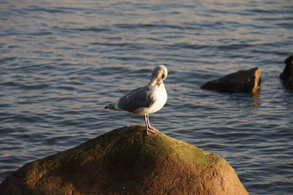 Gros Plan Une Mouette Reposant Sur Rocher — Photo