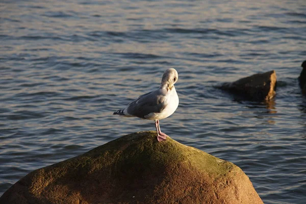 Nahaufnahme Einer Möwe Die Auf Einem Felsen Ruht — Stockfoto