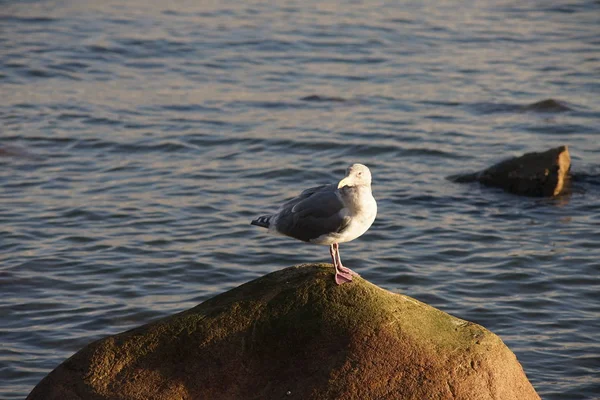 Närbild Mås Vilande Sten — Stockfoto