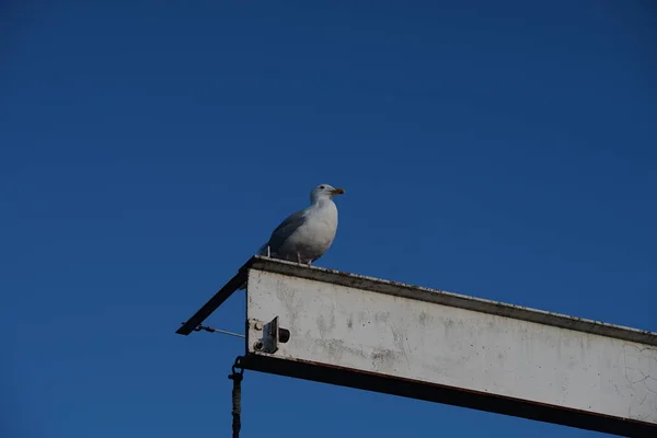 Gros Plan Une Mouette Reposant Sur Poteau Horizontal — Photo