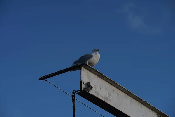 Closeup Shot Seagull Resting Horizontal Post — Stock Photo, Image