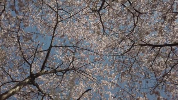 Movie Clip Showing Cherry Blossoming Season Vancouver — Stock Video