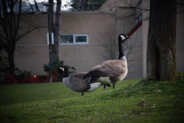 Parktaki Kanada kazlarının fotoğrafları.