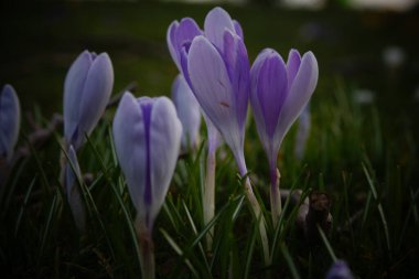 Bahar çiçeklerinin filizlenmesinin makrofotoğrafçılığı