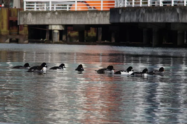 Fotos Gansos Canadenses Aves Aquáticas Parque — Fotografia de Stock