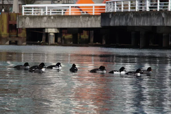 Fotos Gansos Canadenses Aves Aquáticas Parque — Fotografia de Stock