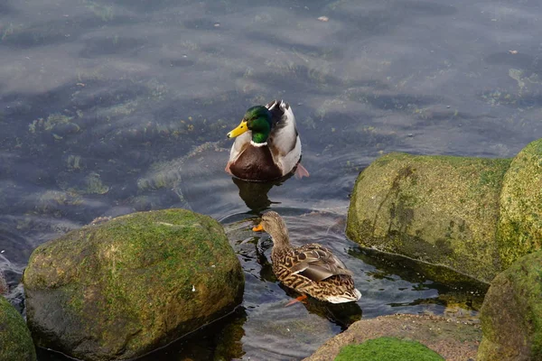 Fotos Gansos Canadenses Aves Aquáticas Parque — Fotografia de Stock