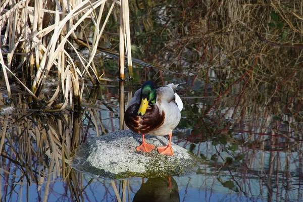 Fotos Gansos Canadenses Aves Aquáticas Parque — Fotografia de Stock