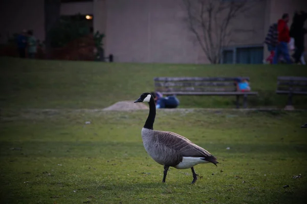 Fotos Gansos Canadenses Aves Aquáticas Parque — Fotografia de Stock