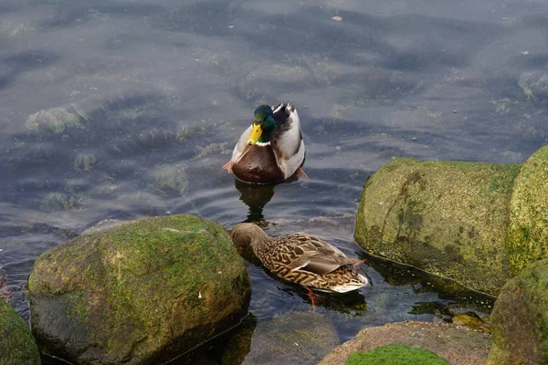 Фото Канадских Гусей Водных Птиц Парке — стоковое фото