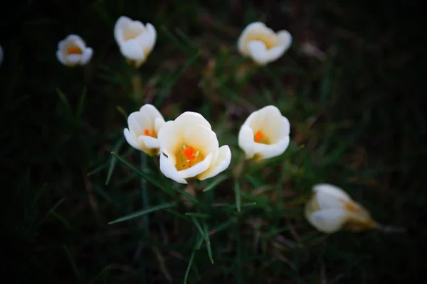 Makrofotografie Von Frühlingsblumen Austrieb — Stockfoto