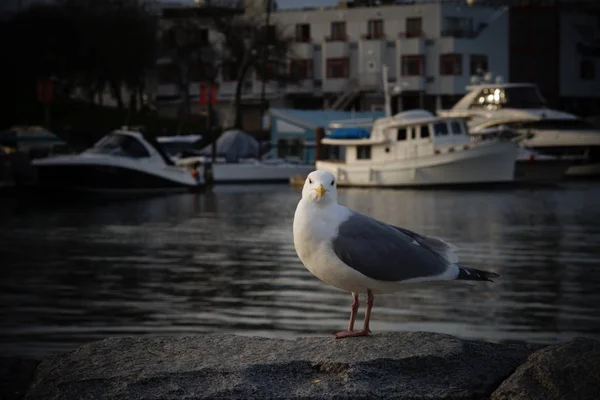 公園内のカモメや水鳥の写真です — ストック写真