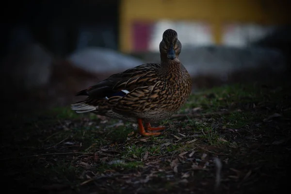 Fotos Von Möwen Und Wasservögeln Park — Stockfoto