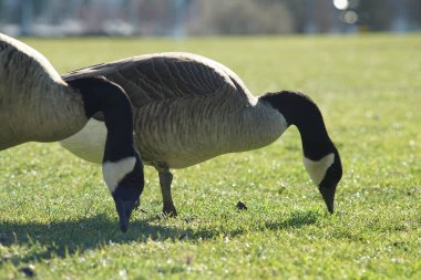 Kanadalı kaz / kazın fotoğrafları