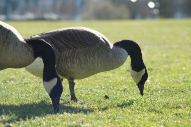 Kanadalı kaz / kazın fotoğrafları
