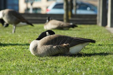 Kanadalı kaz / kazın fotoğrafları
