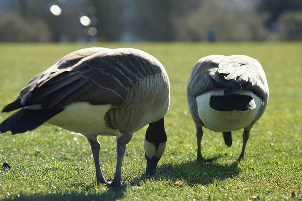 Fotos Von Kanadischen Gänsen Gänsen — Stockfoto