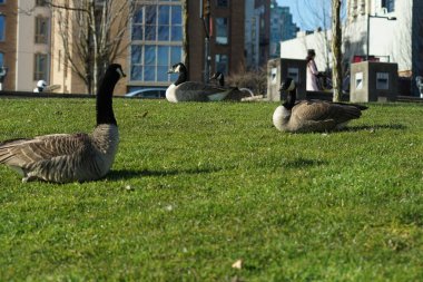 Kanadalı kaz / kazın fotoğrafları