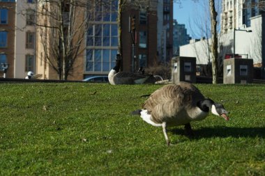 Kanadalı kaz / kazın fotoğrafları