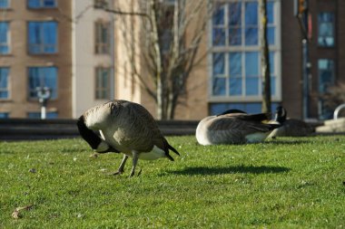 Kanadalı kaz / kazın fotoğrafları