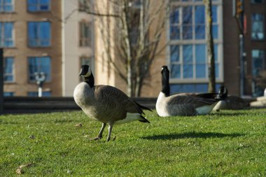 Kanadalı kaz / kazın fotoğrafları
