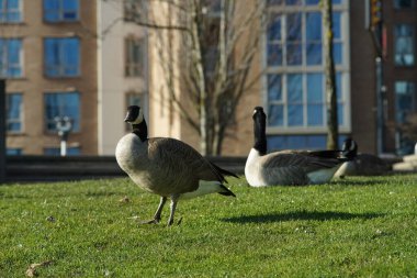Kanadalı kaz / kazın fotoğrafları