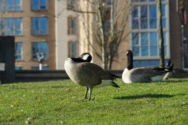 Kanadalı kaz / kazın fotoğrafları