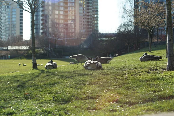 Foto Van Canadese Gans Ganzen — Stockfoto